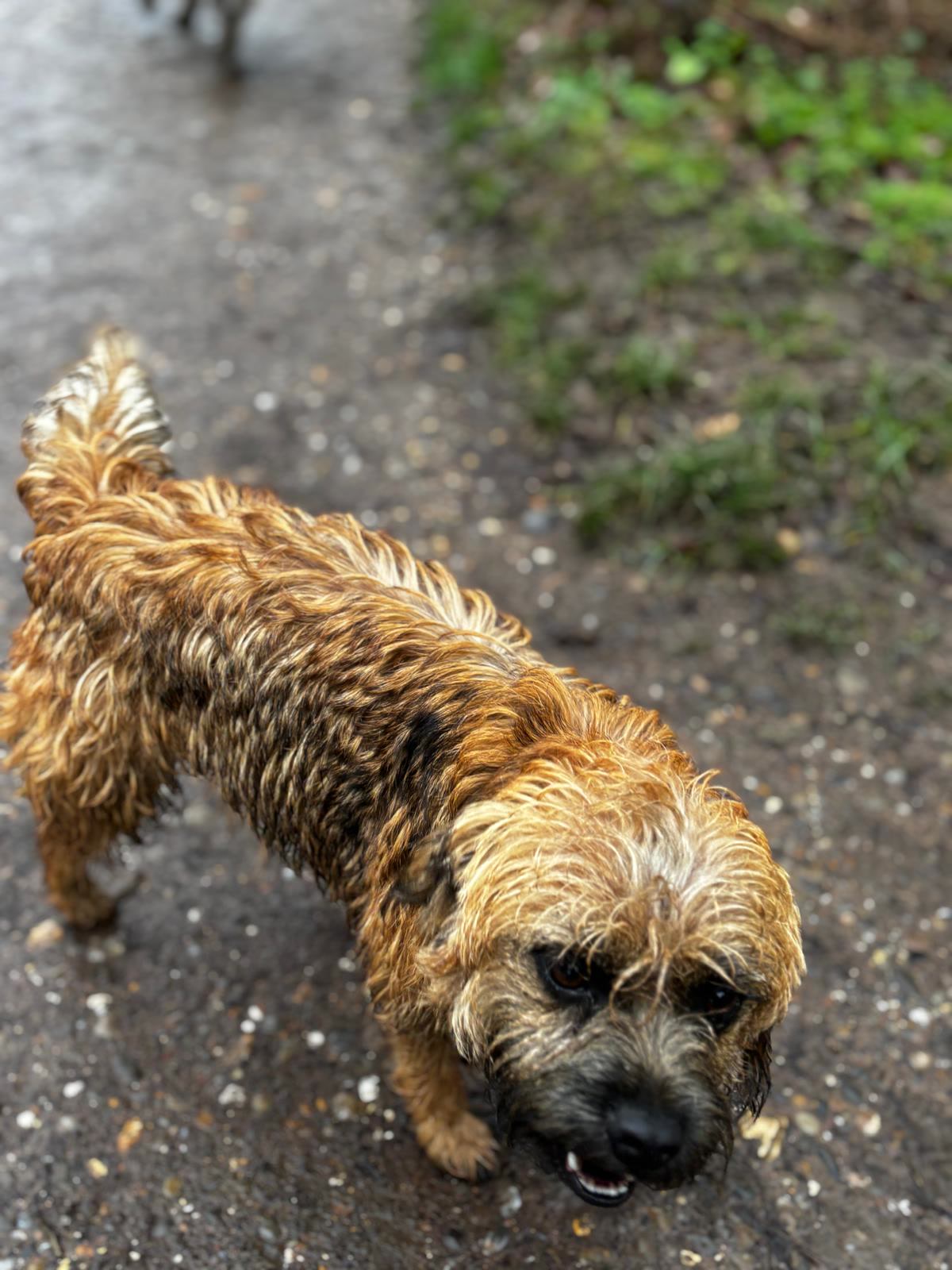 Terrier on a walk after the rain