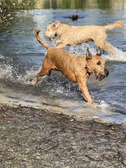 Dogs running through the river