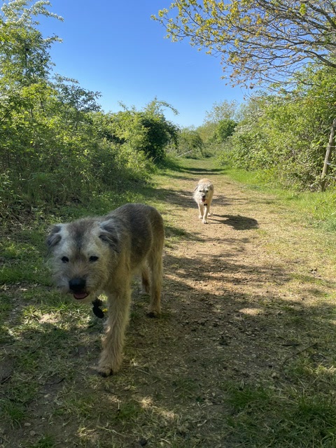 Terrier walking down a sunlit trail