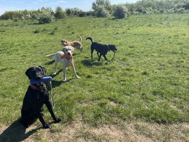 Four dogs together on a group walk