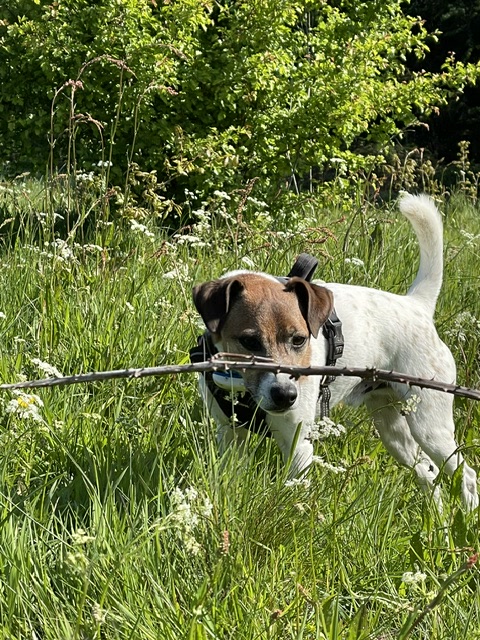 Terrier carrying a stick through a wildflower meadow