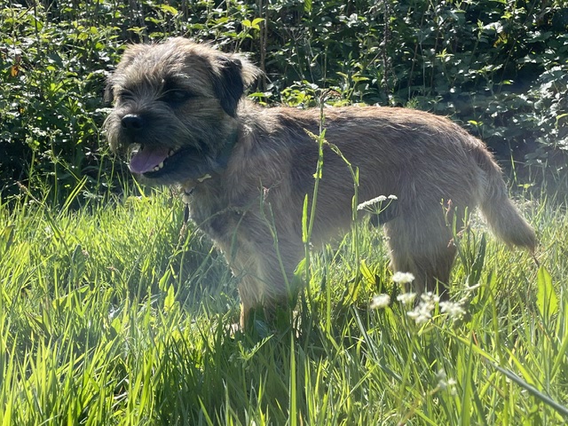 Border terrier standing in long grass