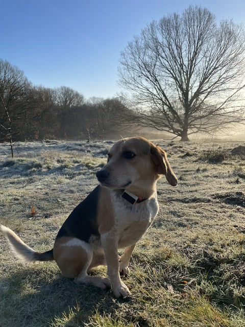 Beagle on a frosty morning on the heath