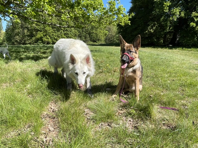 Two dogs together under trees