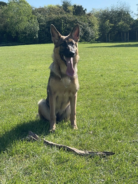 German Shepherd sitting in a North London field