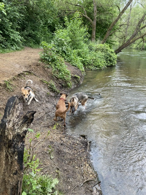 Three dogs at a riverbank
