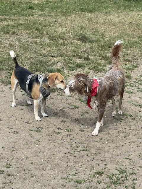 Two dogs greeting each other
