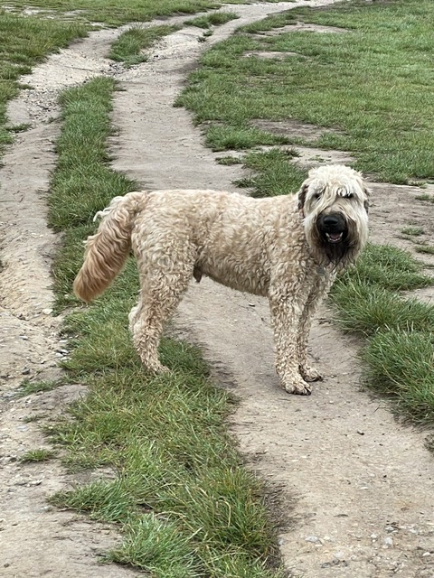 Wheaten terrier on a muddy path