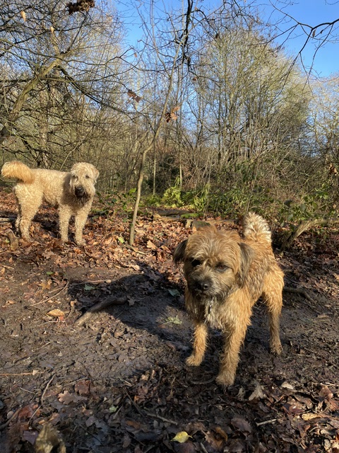 Two dogs on an autumn woodland walk