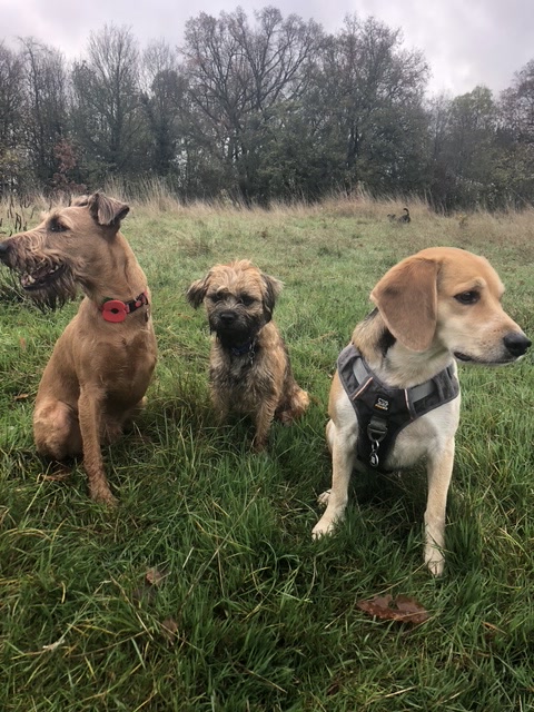 Three dogs sitting together in a field