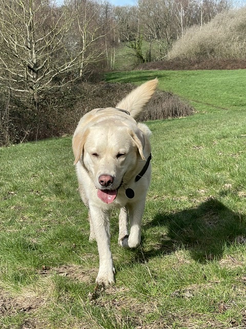 Labrador walking across a field