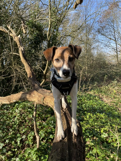 Terrier standing on a fallen branch