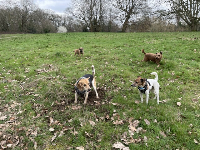 Four dogs playing in an open field