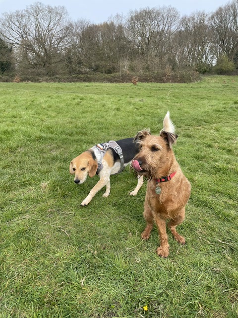 Beagle and terrier together in a field