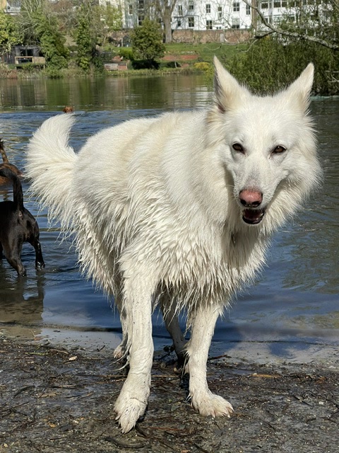 Dog swimming by the riverside houseboats