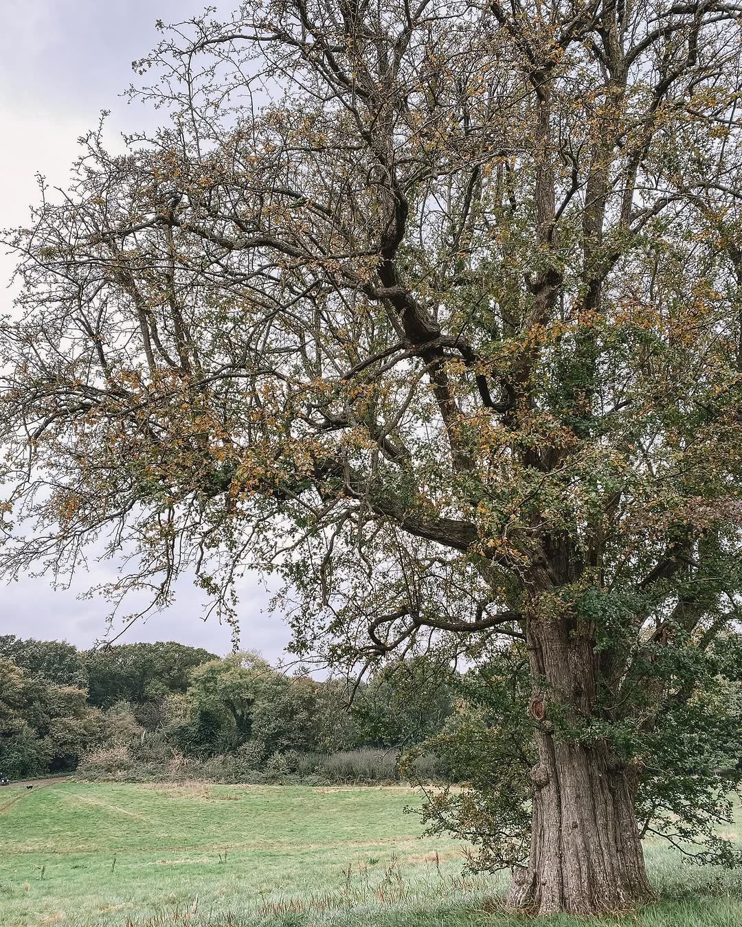 An oak on Hampstead Heath